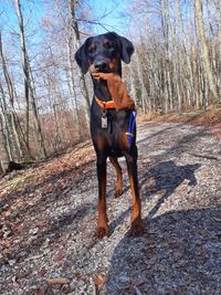 Dummy Training u.a. als alternative Besch&auml;ftigung im Wald