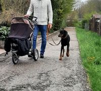 sicheres Laufen mit Hund am Kinderwagen