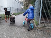 Kind auf Rad am Hund vorbei